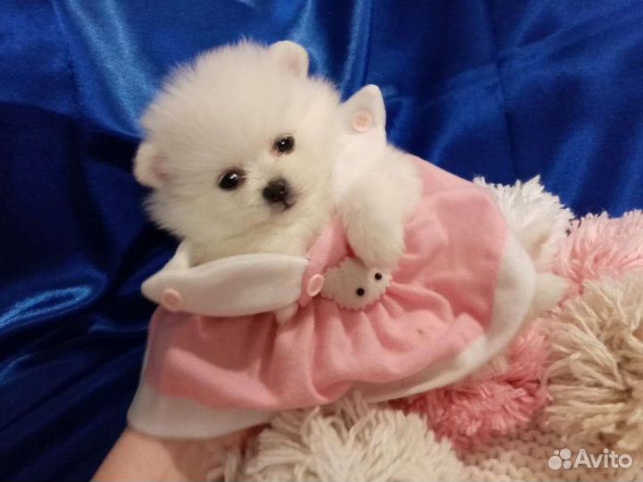 Шпицы померанцы белые, крем, черные и др