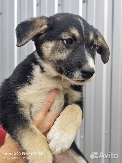 Собака щенок девочка в поисках семьи