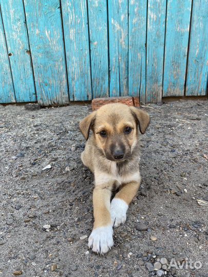 Щенята в добрый руки