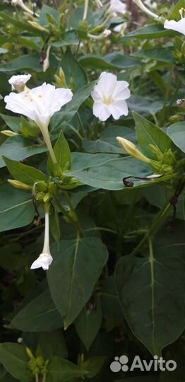 Мирабилис(ночная красавица)