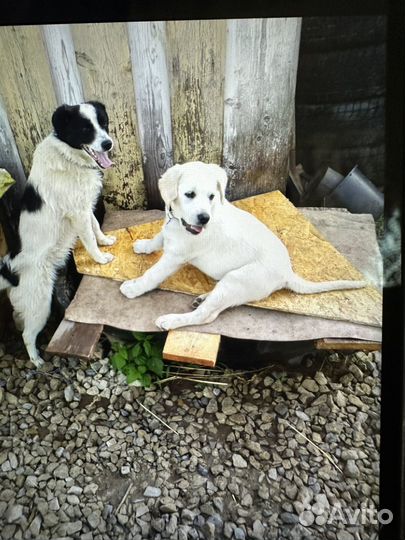 Вязка собак лабрадор