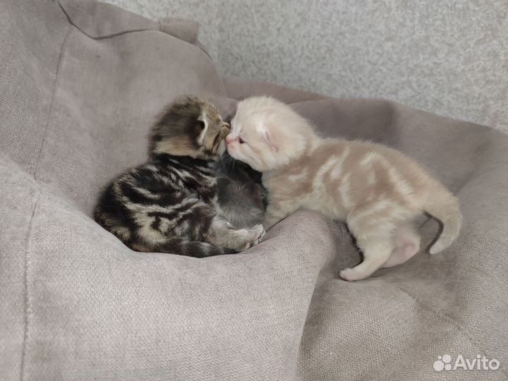 Шотландские котята