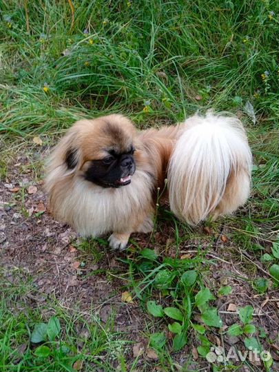 Вязка пекинес