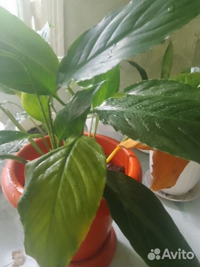 Домашние цветы