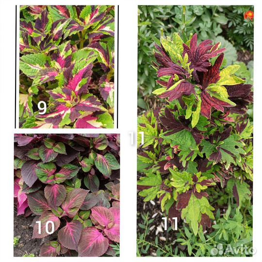 Колеусы и др. многолетники