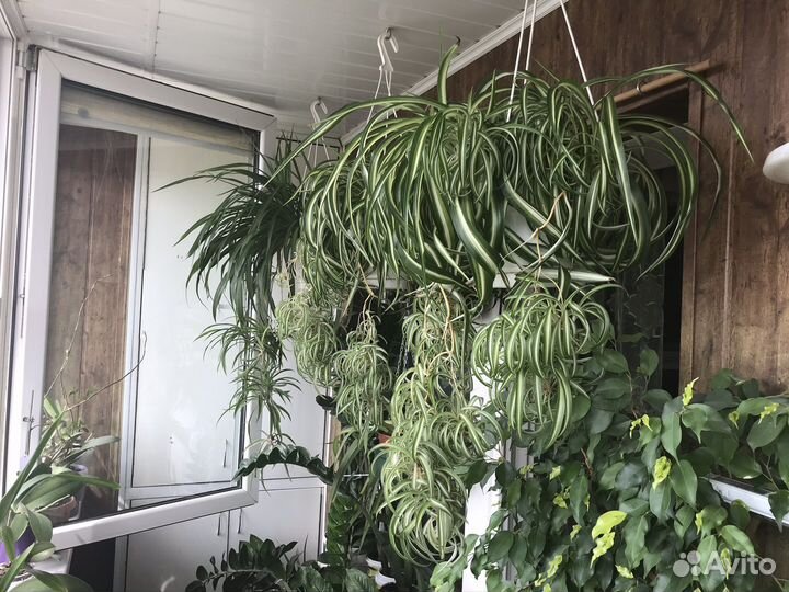 Хлорофитум сорт Бони и сорт Лаксум