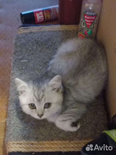 Британские котик