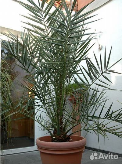 Финиковая пальма(ростки)