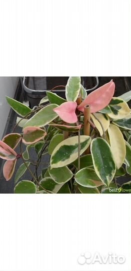 Хойя кримсон квин