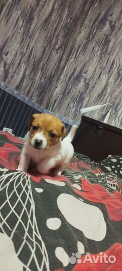 Джек Рассел терьер