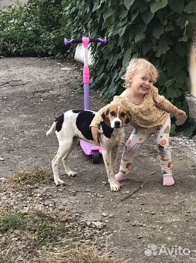 Собака в добрые руки