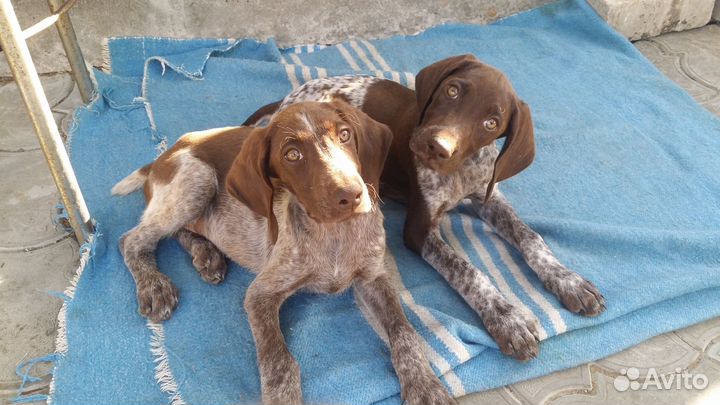 Щенки Курцхаара (осталось 4 кобеля)