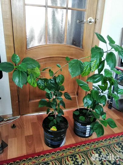 Гибискус китайская роза