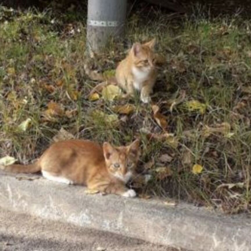 Котята в добрые руки