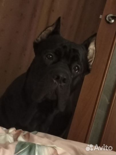 Кобель вязка кане Корсо