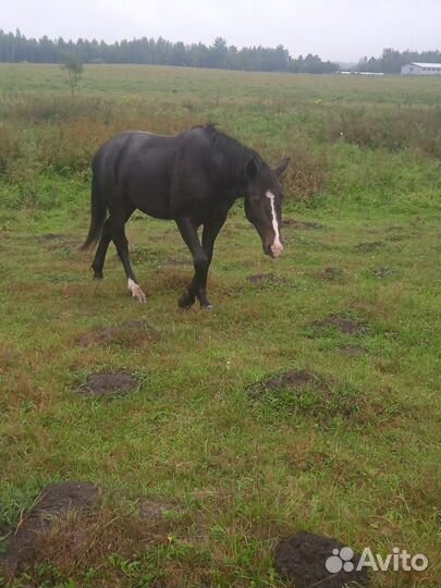 Коровы, телята, лошади