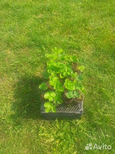 Рассада земляники крупноплодной (клубники)