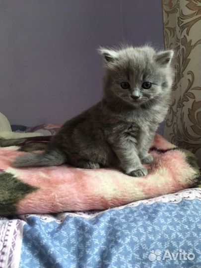 Кошки в добрые руки бесплатно