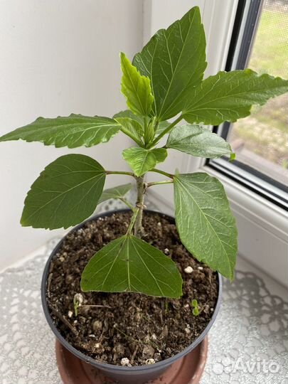 Гибискус, укорененные черенки