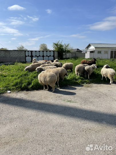 Овцы