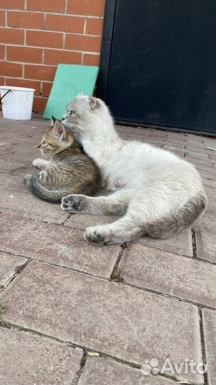 Котята от британской кошки