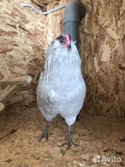 Молодые петухи