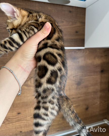 Бенгальский котенок мальчик