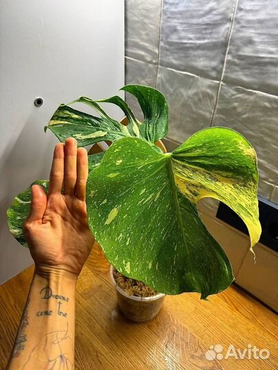 Monstera medusa