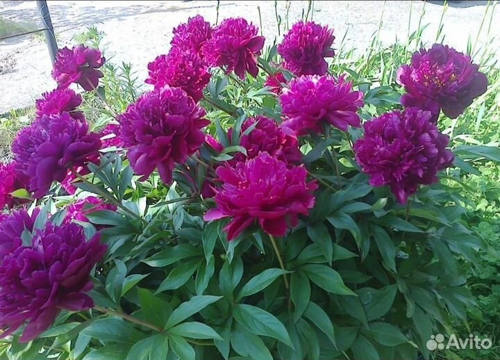 Дербенник Сентябрина-шар Пионы Гортензии