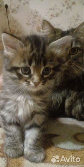 Сибирский кот