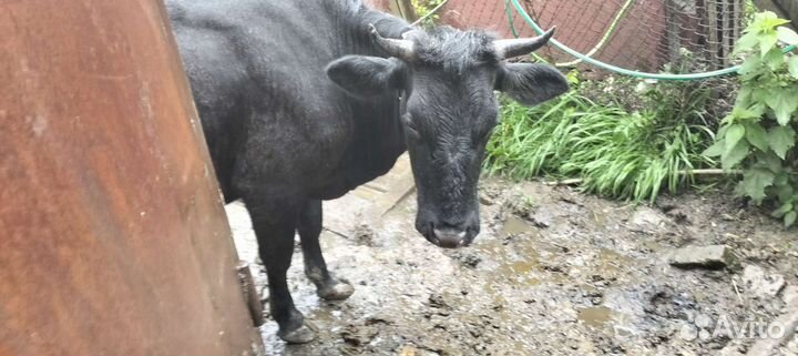 Корова дойная с теленком