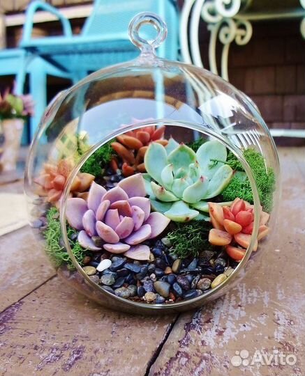 Флорариум суккуленты