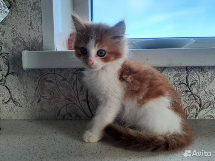 Котята в добрые руки Выборг и Выборгский район