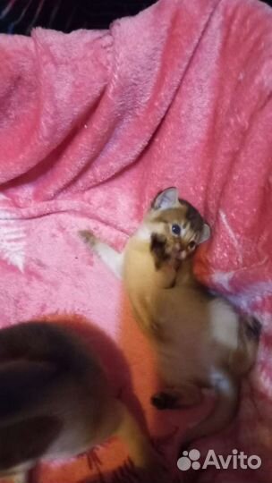 Абиссинская