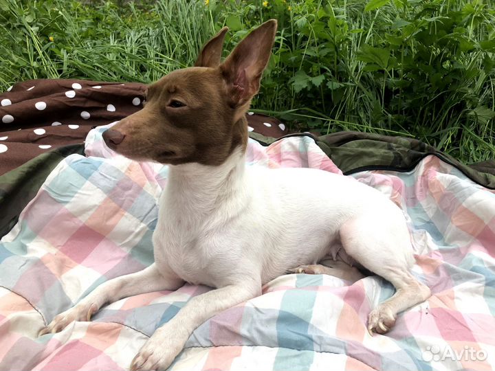 Маленькая собака