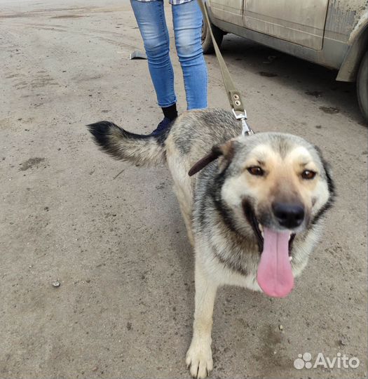 Пристраивается в добрые руки