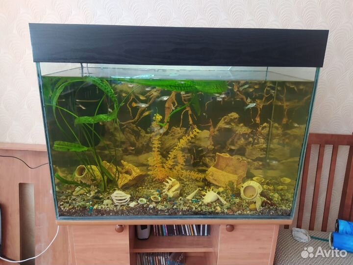 Аквариумист, чистка аквариумов. Срочный выезд