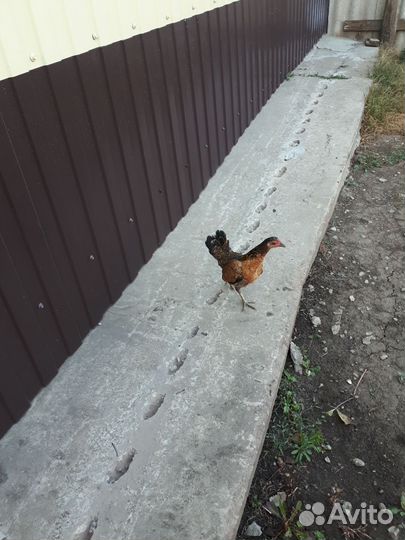 Куры бентамка