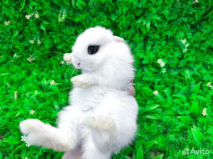 Карликовый белый кролик мини ручной