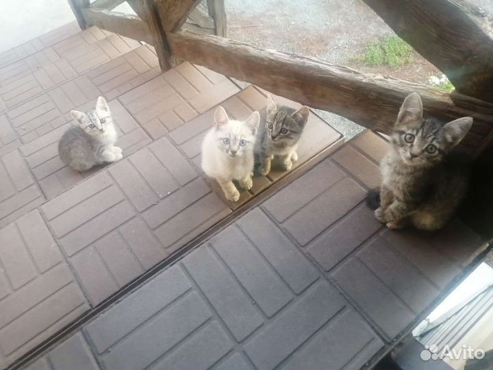 Котята в добрые руки
