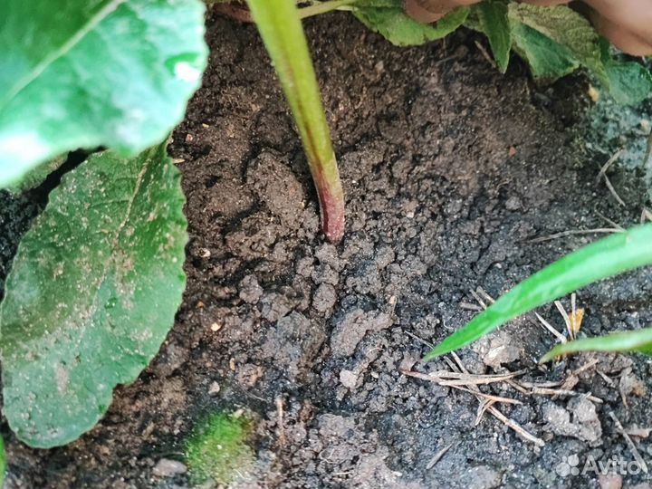 Пион коралловый саженец