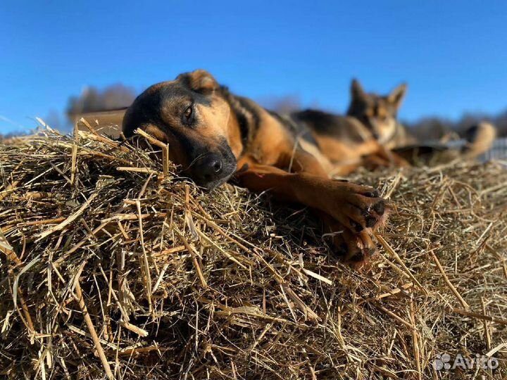 Алиса - нежность приюта