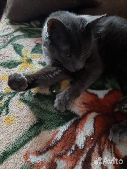 Кот русская голубая