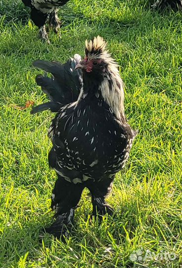 Петух молодой, Павловское золото