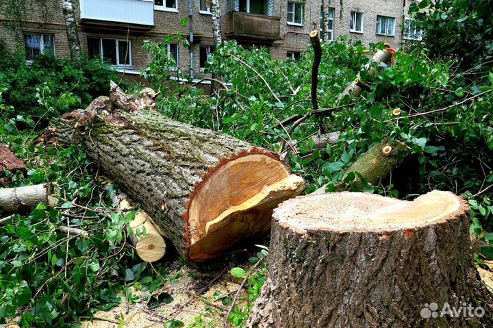 Спил деревьев, веток, расчистка участка