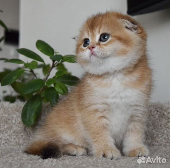 Шотландские котята