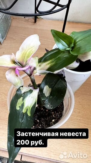 Традесканция