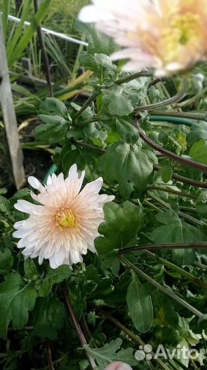 Хризантема