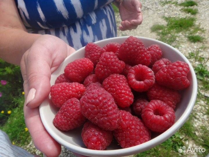 Малина сотртовая Рубиновый гигант саженцы