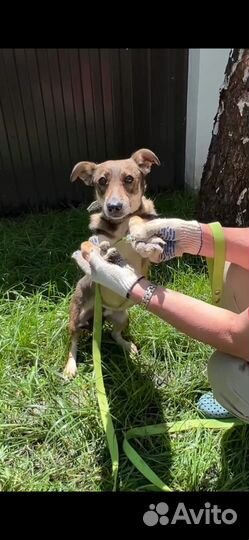 Маленький песик ищет дом